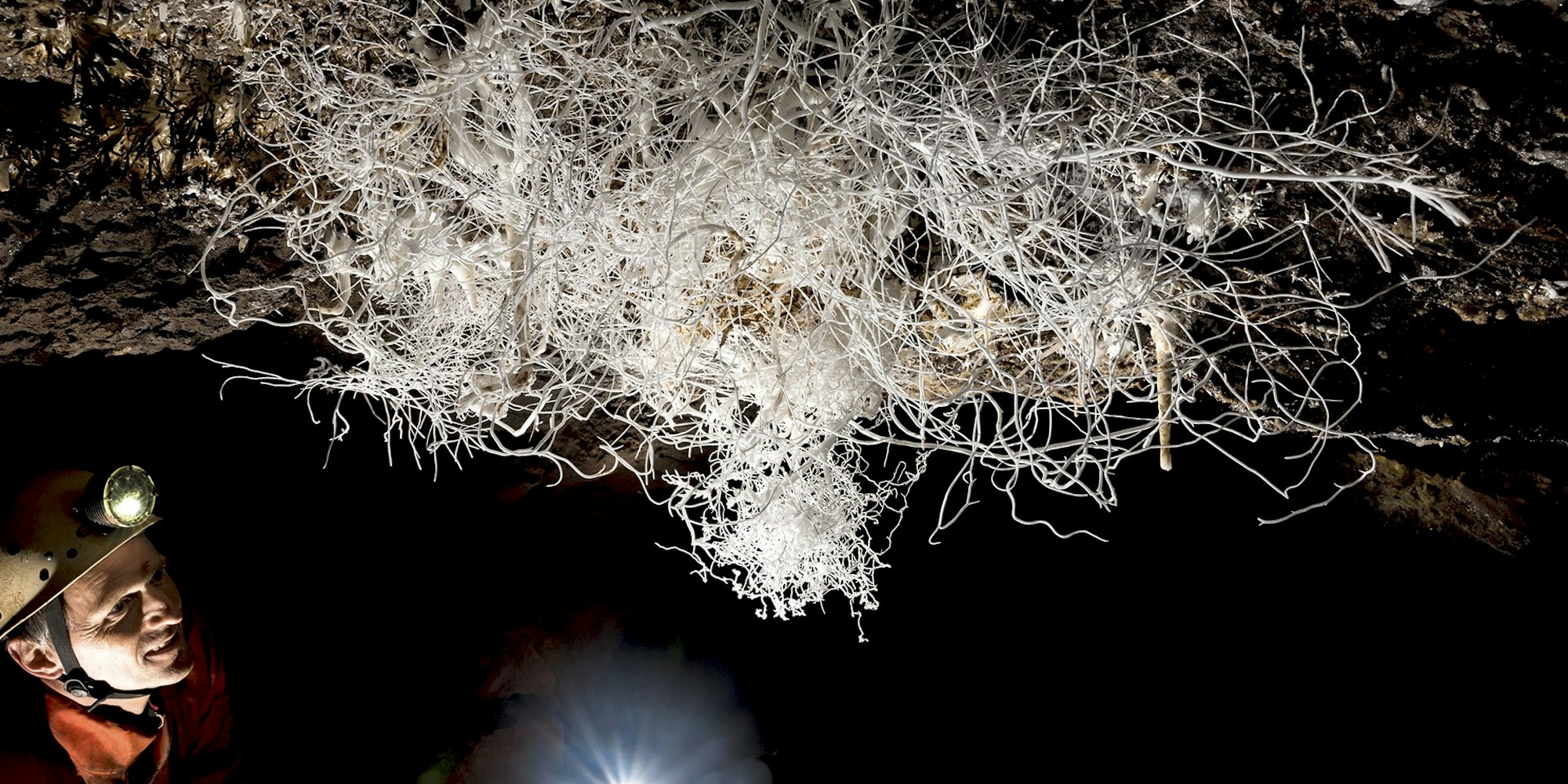 Eisenbluete_-_Hydra_HD