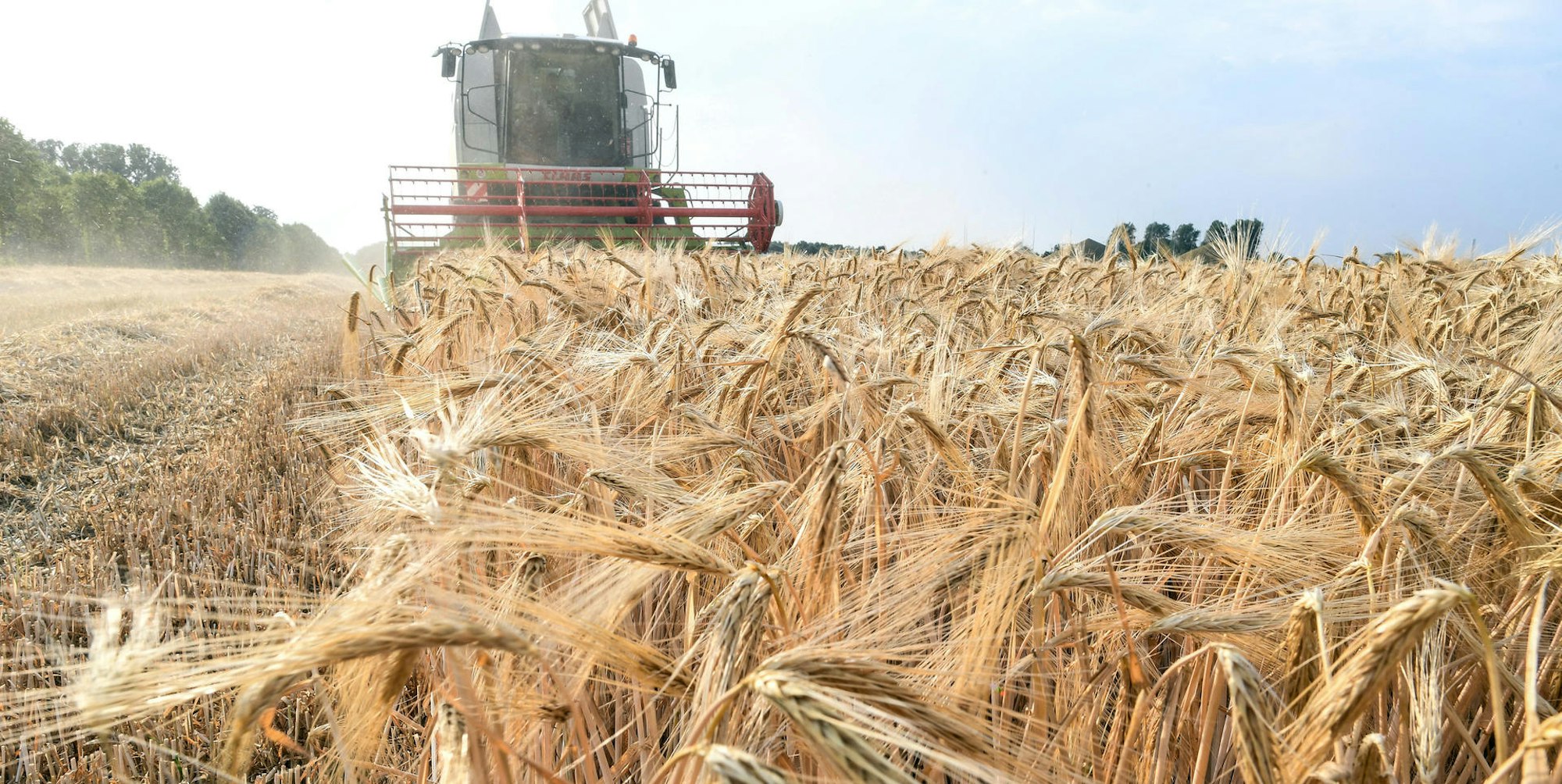 Landwirt Ernte Mähdrescher dpa