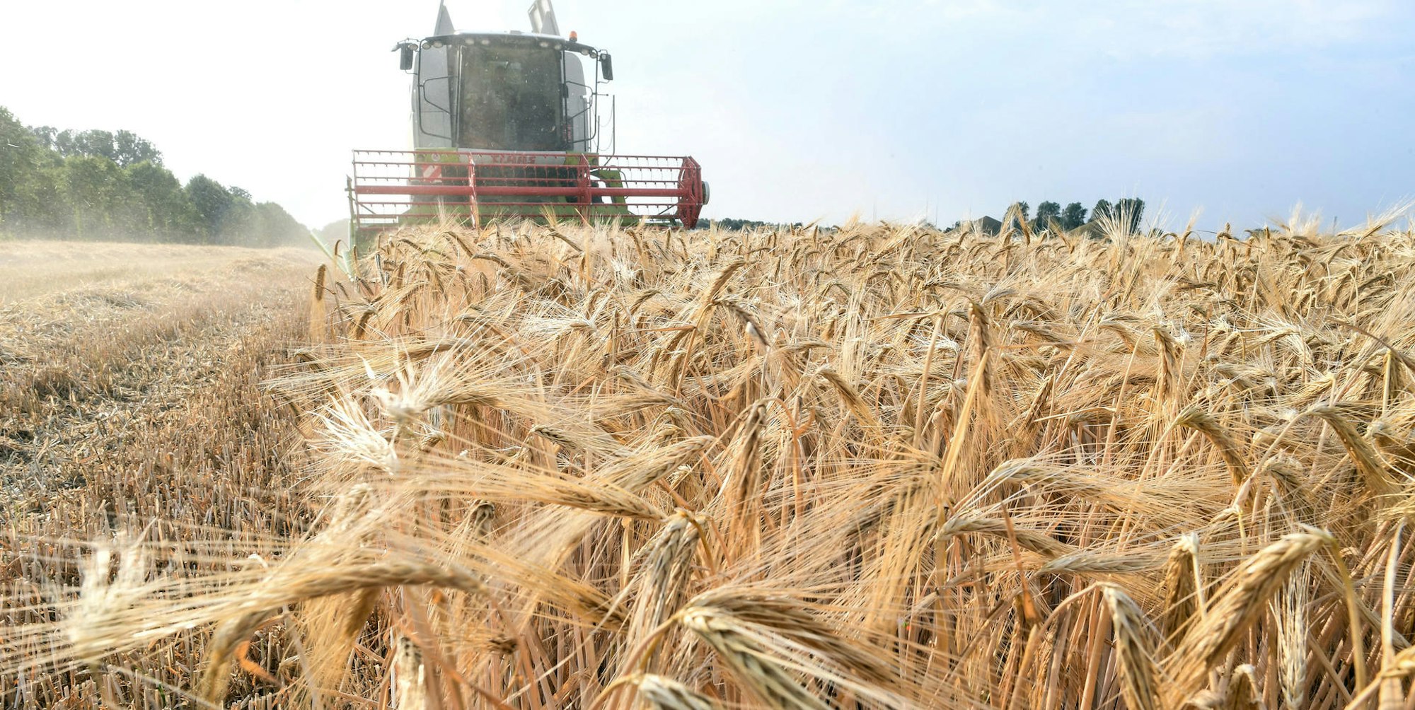 Landwirt Ernte Mähdrescher dpa