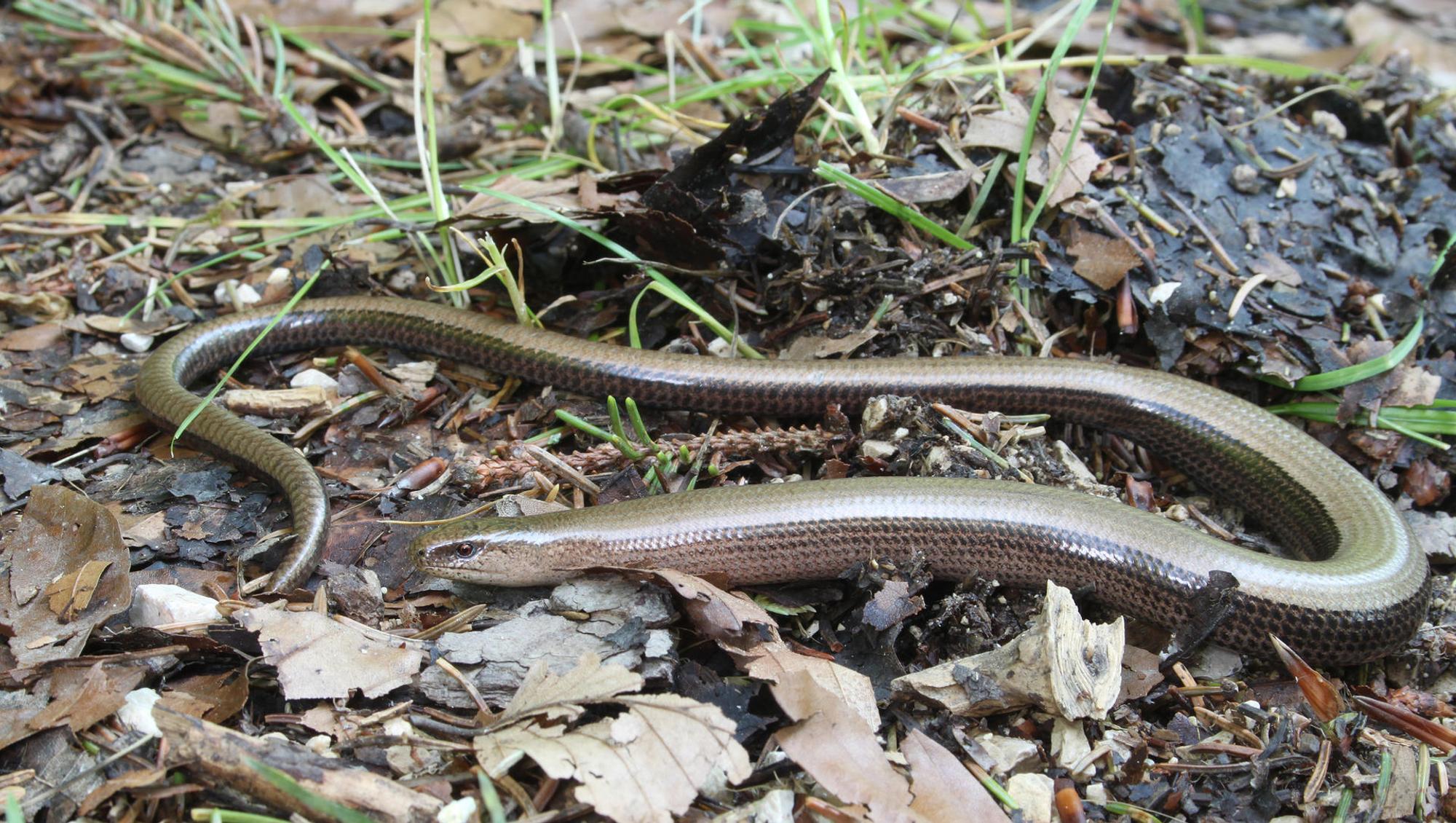 Blindschleiche_Anguis_fragilis Wiki H. Krisp