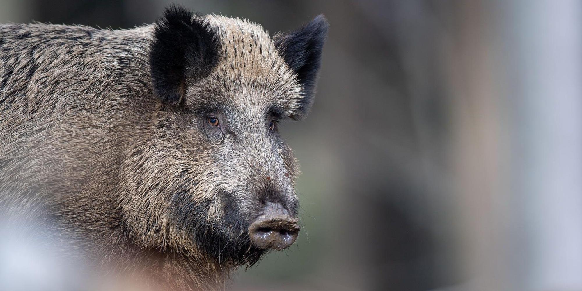 Afrikanische Schweinepest_Wildschwein