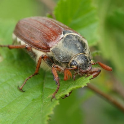 Maikaefer,_Burg_Blankenberg