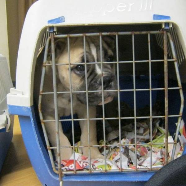 Illegaler_Hundehande_36023283