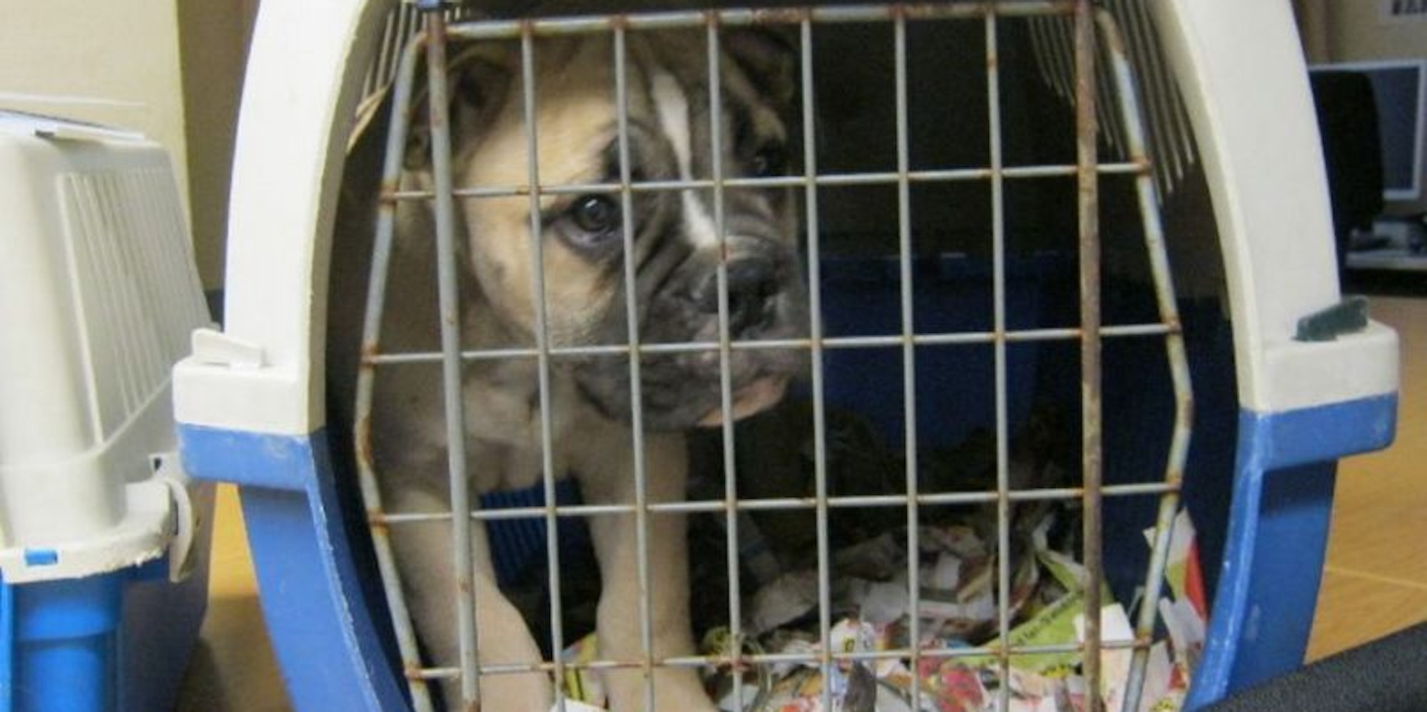 Illegaler_Hundehande_36023283