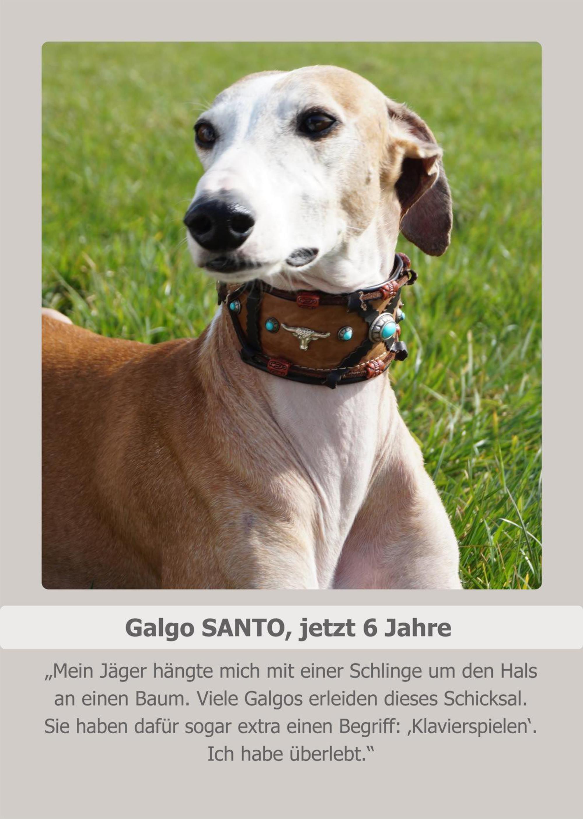 galgo