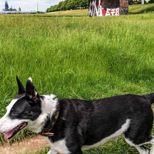 pollerwiesenhund