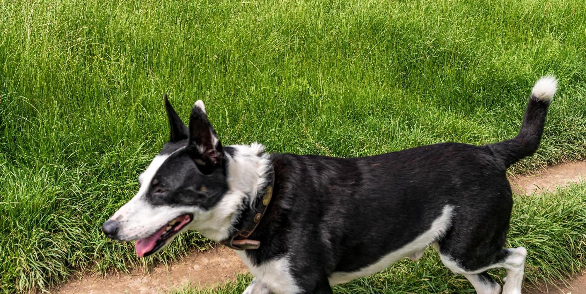 pollerwiesenhund