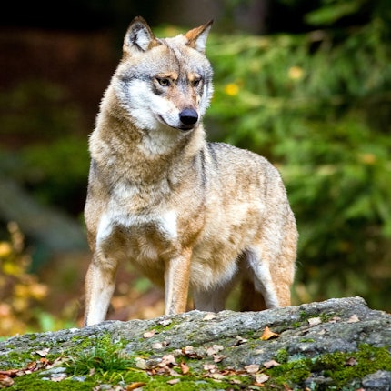 Wolf