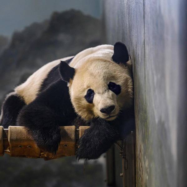 Panda Bei Bei