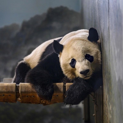 Panda Bei Bei