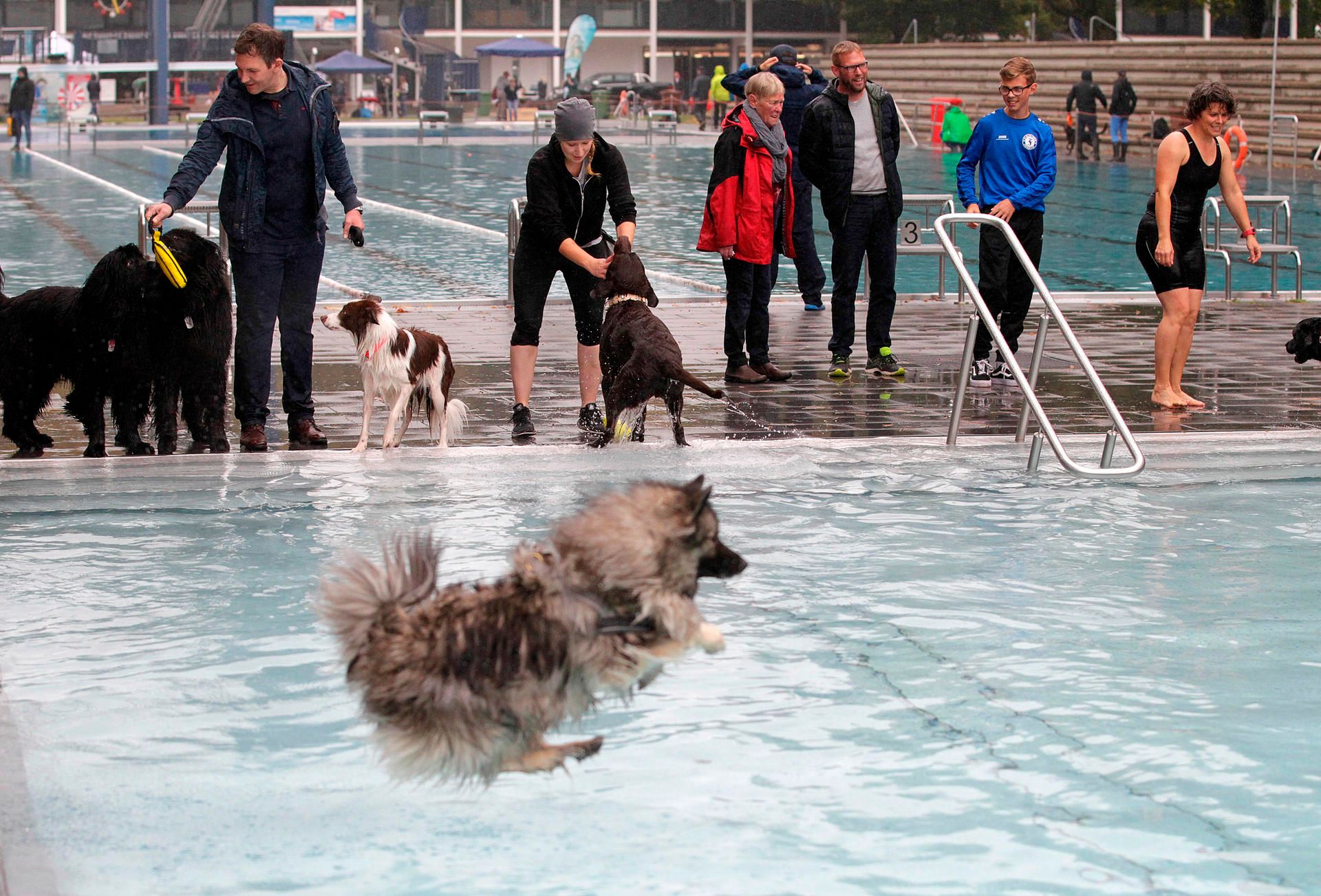 Hundeschwimmen 1