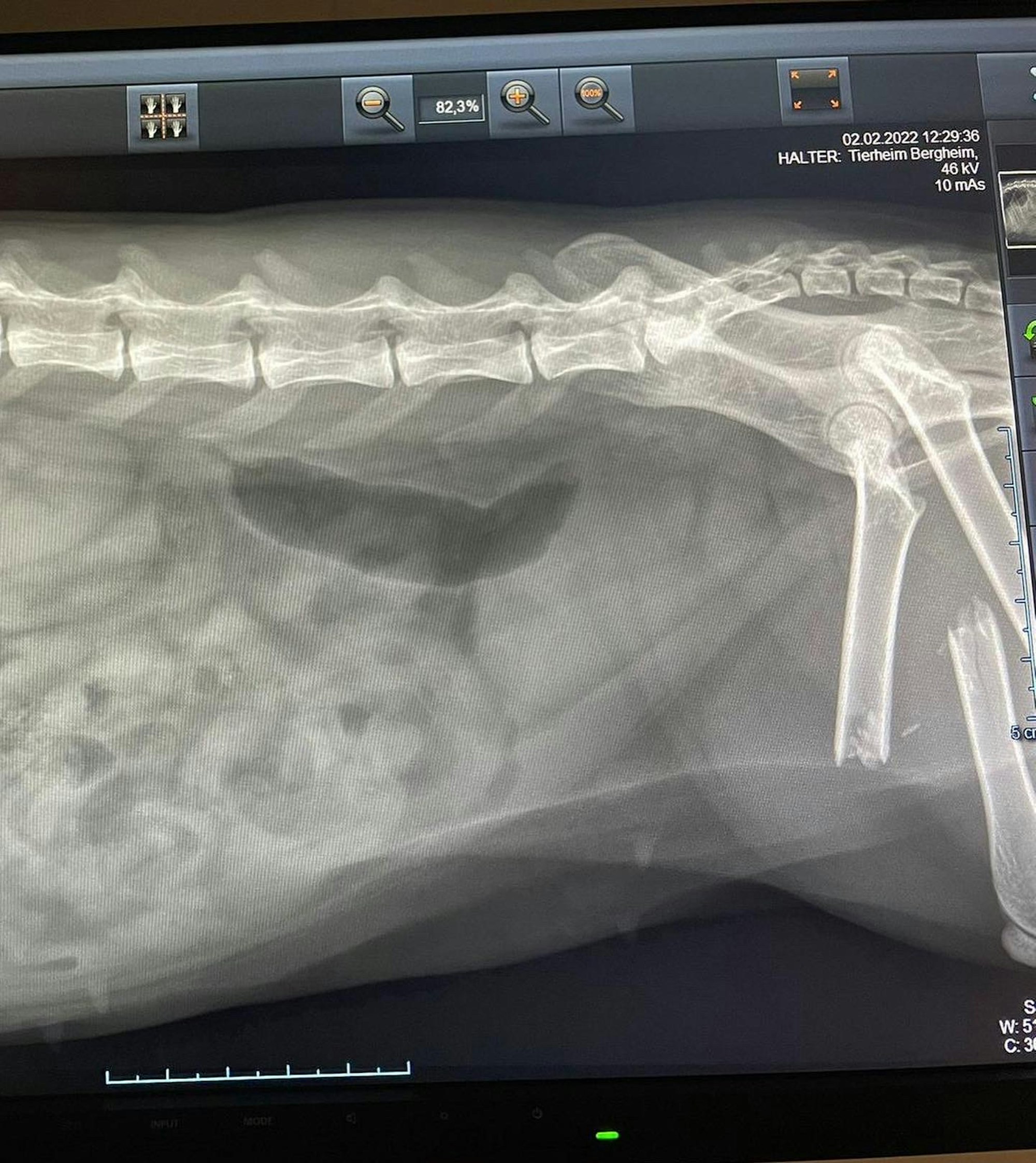 20220209-ber-katze-elly-tierheim-bergheim (4)