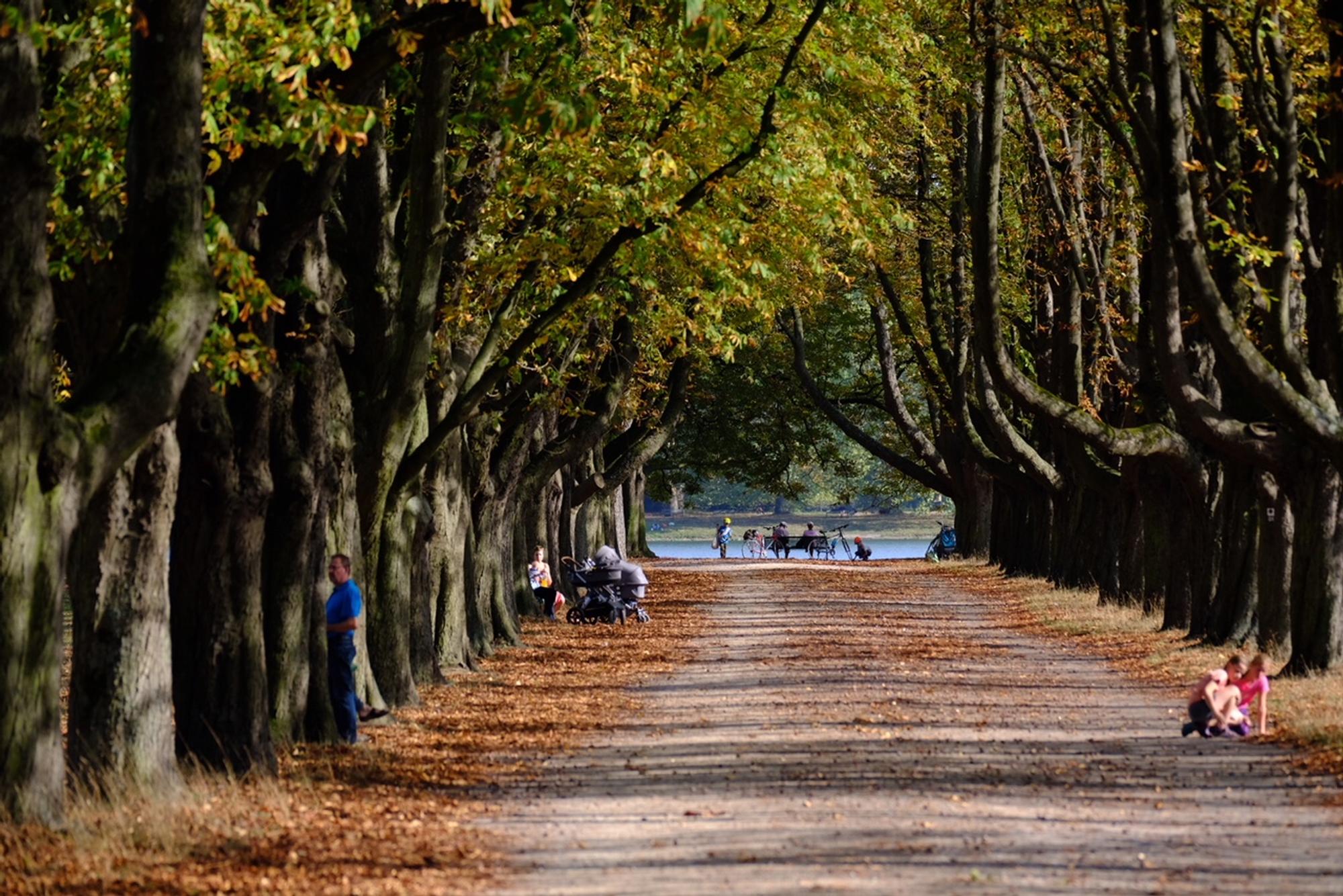 Decksteiner Weiher im Herbst Grönert