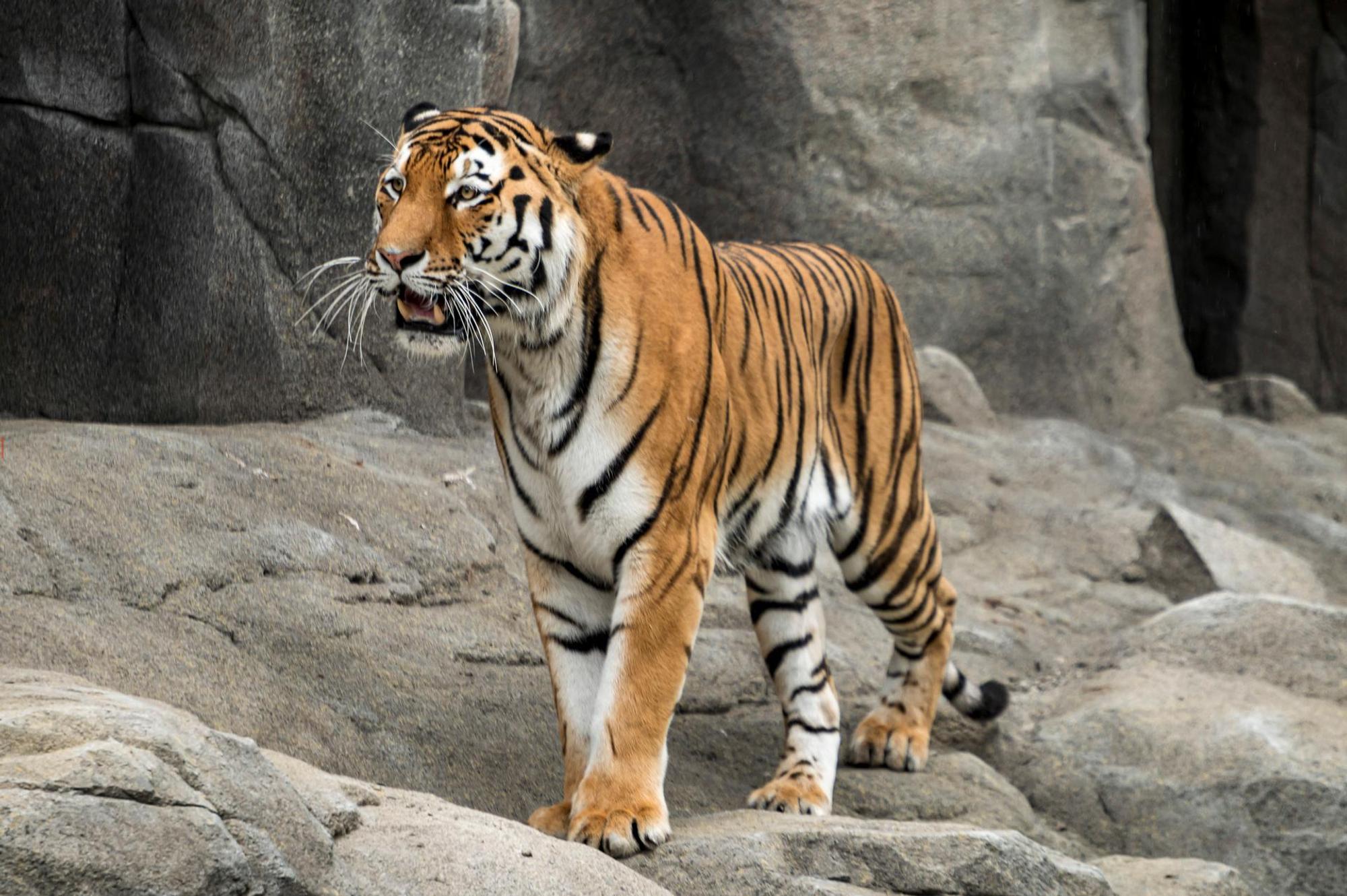 20200702-ARO-AnlageAmurtigerZoo-46