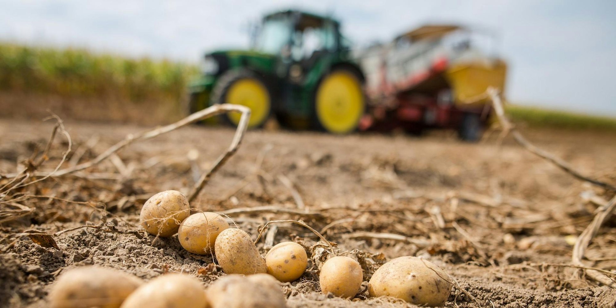 Kartoffeln