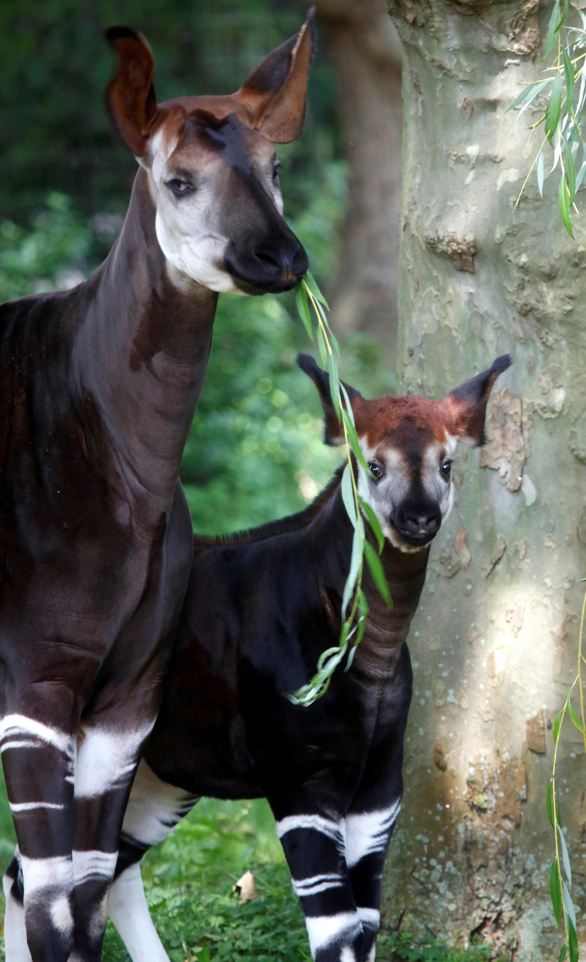 kra_okapi001