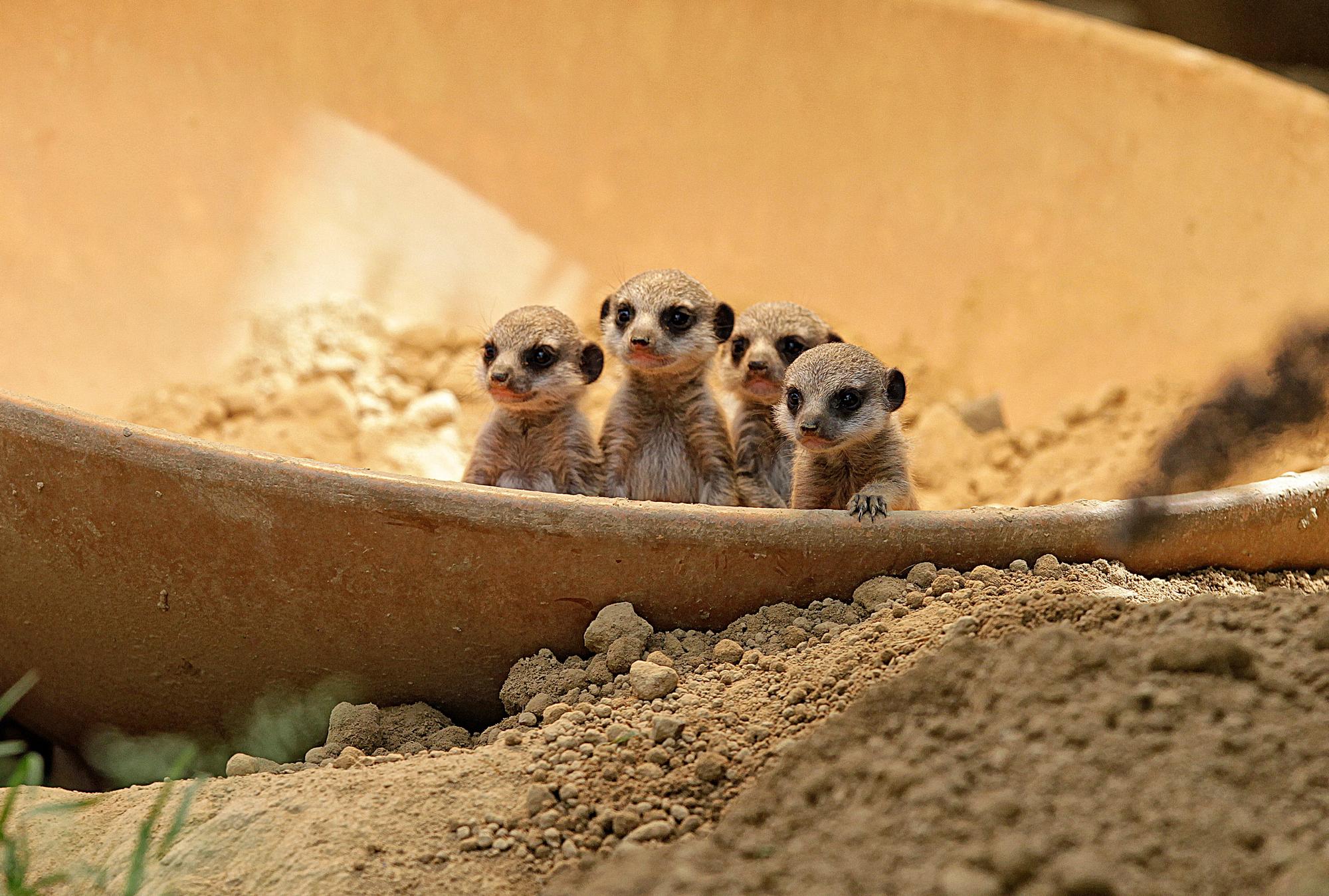 20160525_tb_Erdmaennchen_Zoo_014
