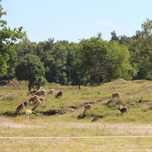 Wahner Heide (7)