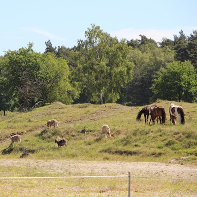 Wahner Heide (7)