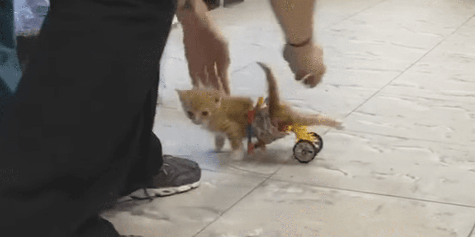 Katze Rollstuhl