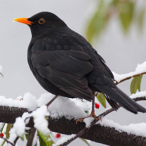 Amsel