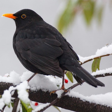 Amsel