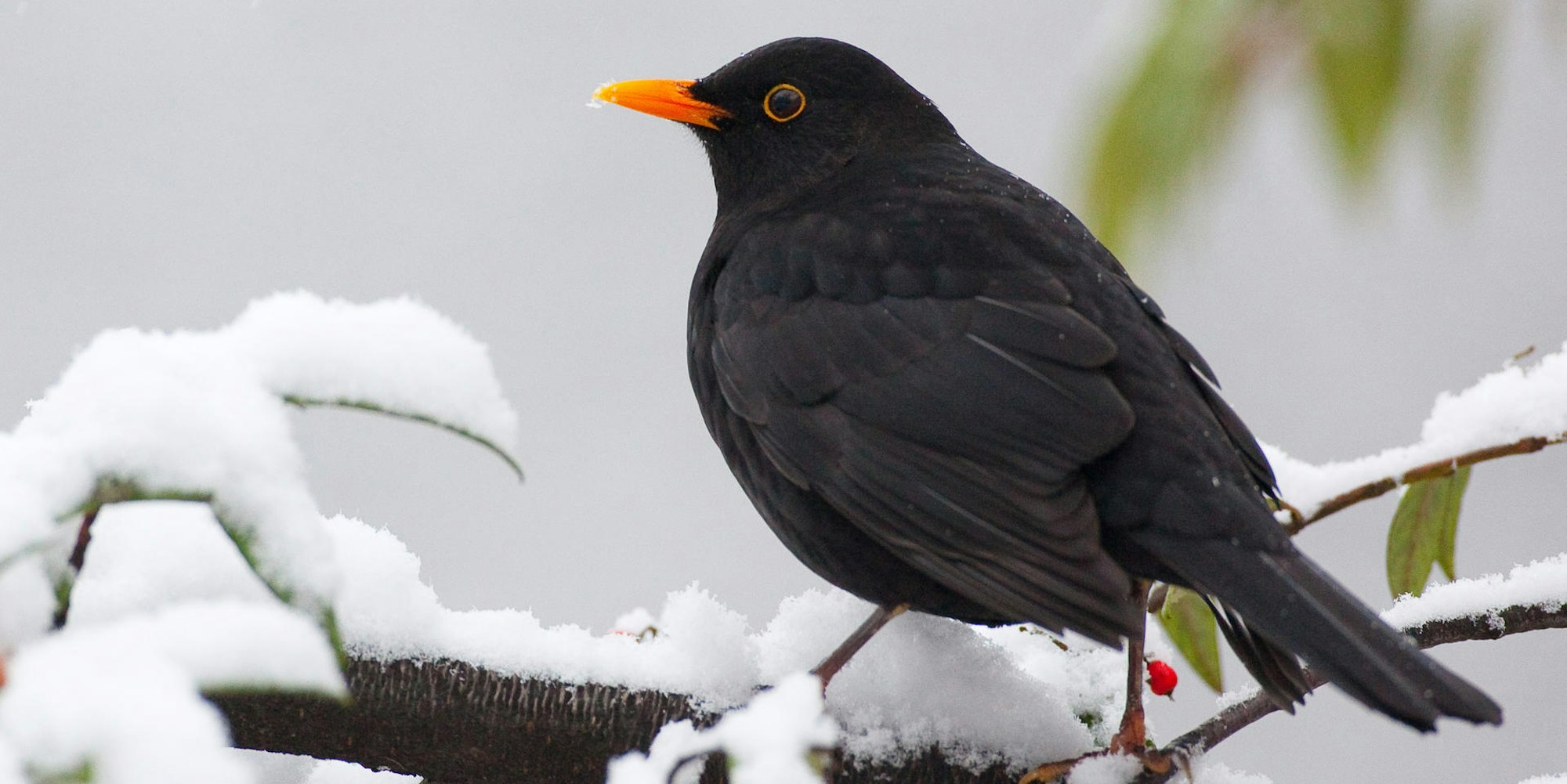 Amsel