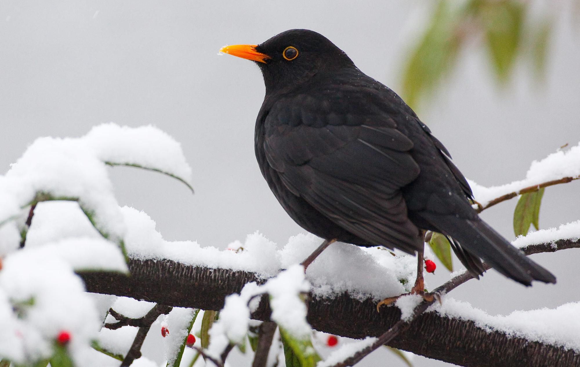 Amsel