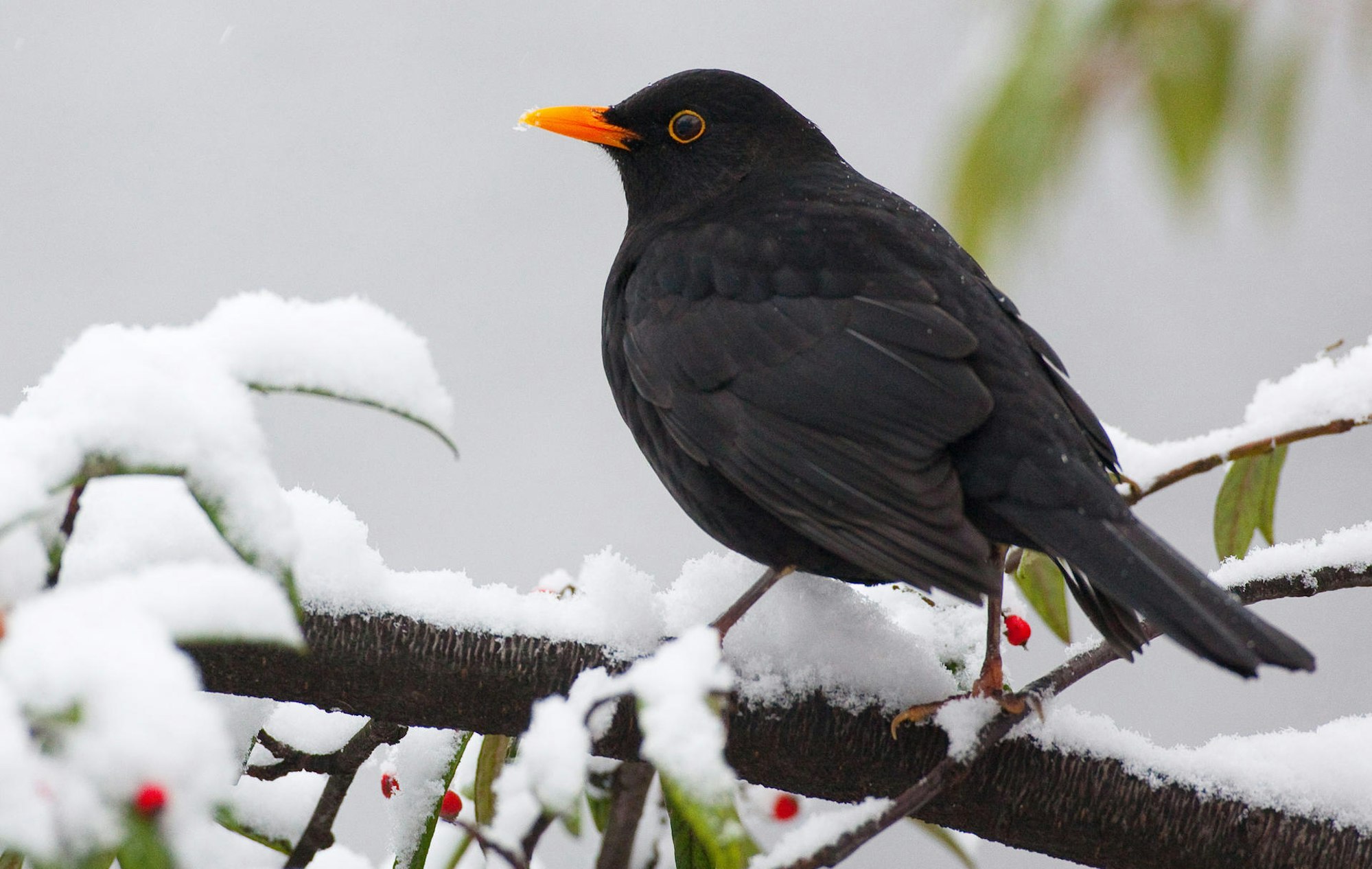 Amsel
