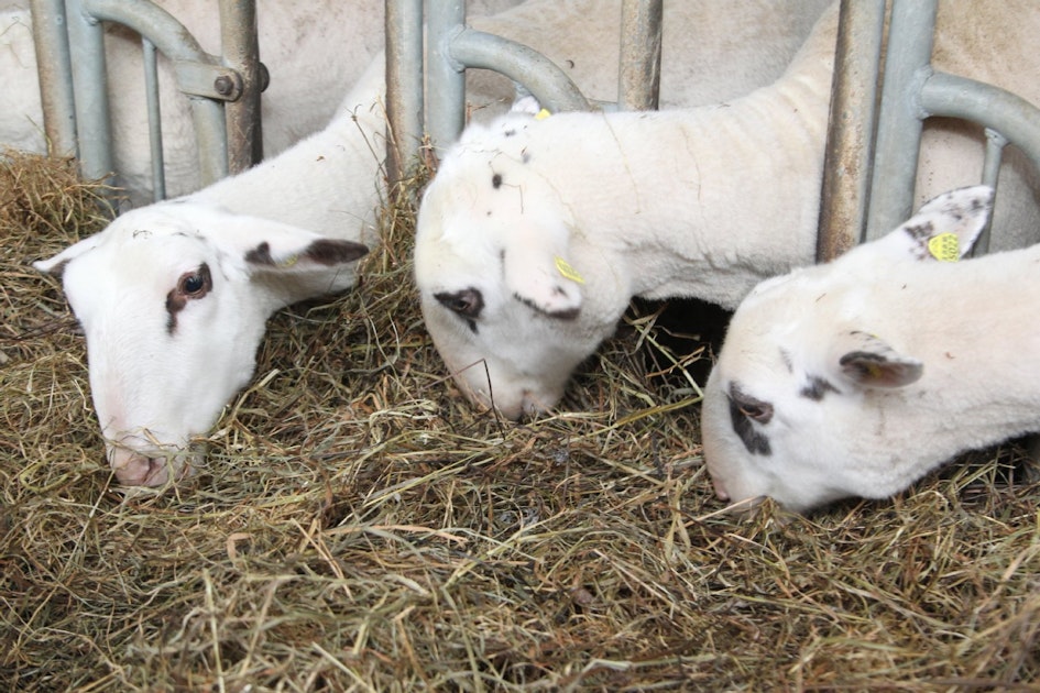 ArcheHof in WindeckKohlberg Pullunder aus selbst gesponnener Wolle