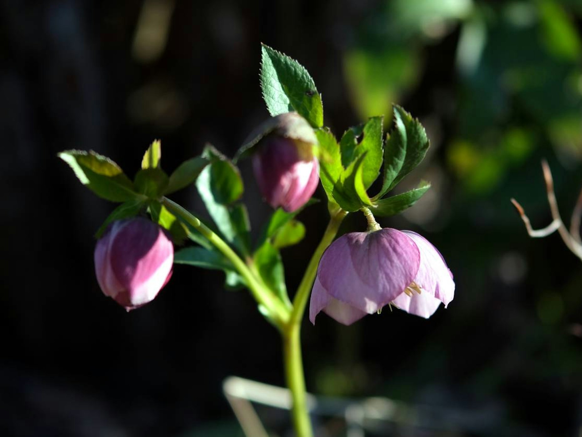 Gartenschönheiten