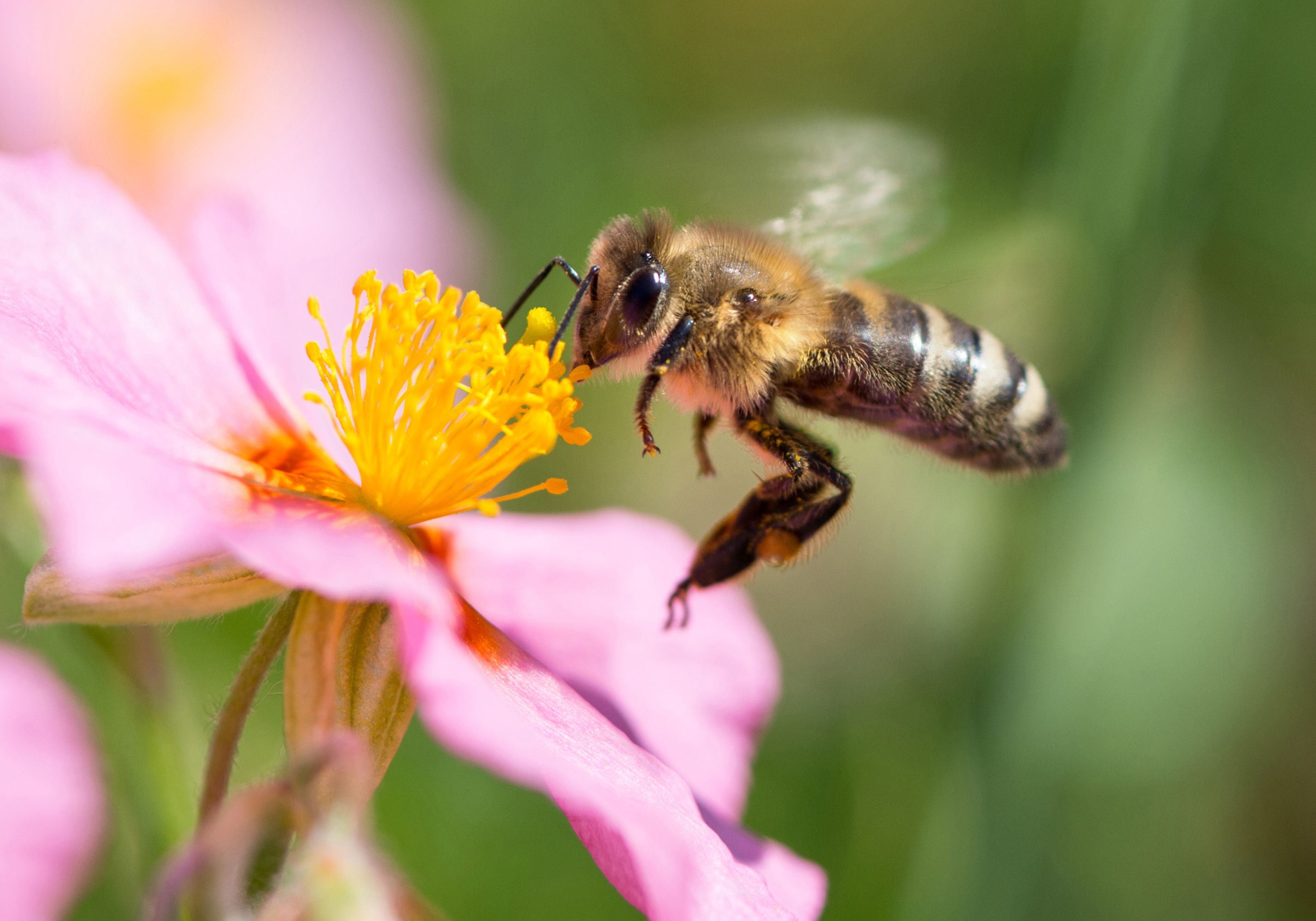 Bienen2-2016