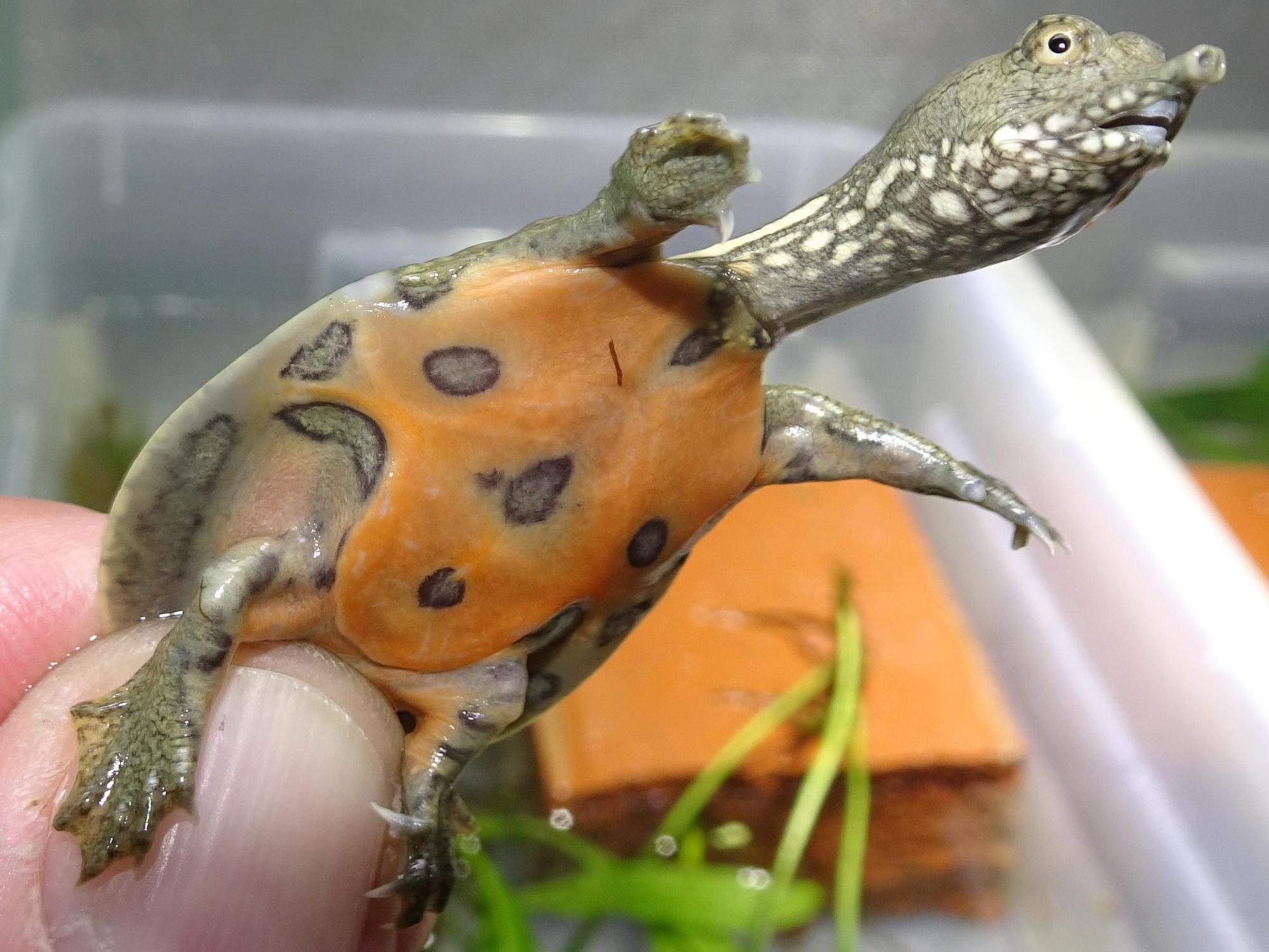 Weichschildkröte phot. T. Ziegler