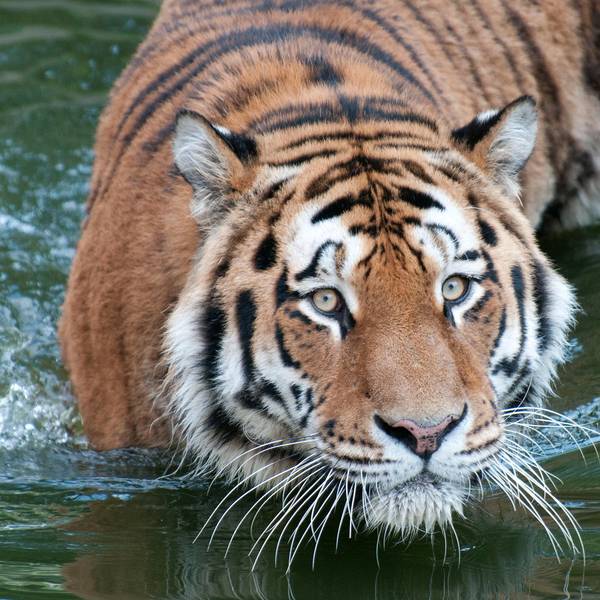 tigeraltaikölnerzoo