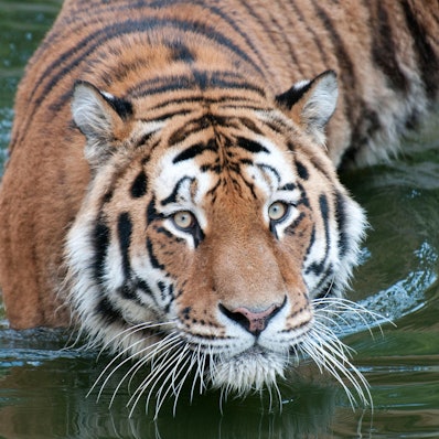 tigeraltaikölnerzoo