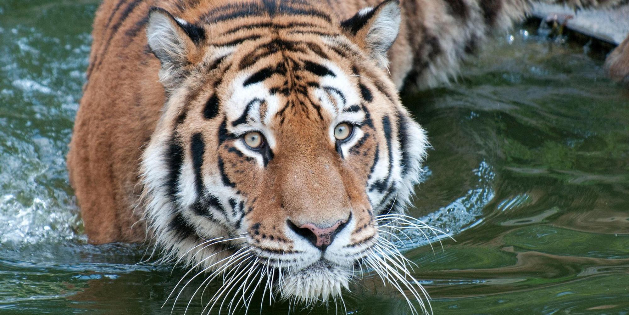 tigeraltaikölnerzoo