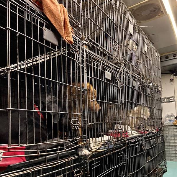 Tiertransport in Köln gestoppt