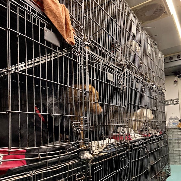 Tiertransport in Köln gestoppt