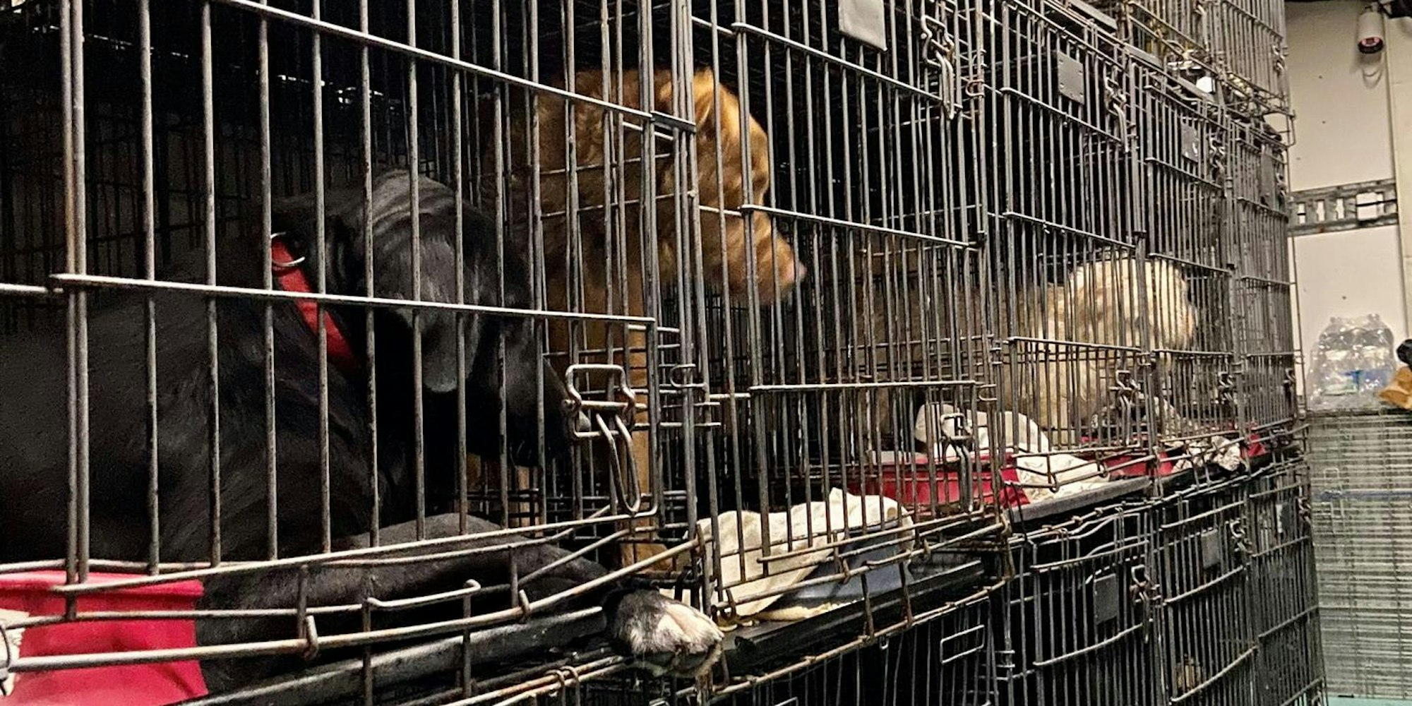 Tiertransport in Köln gestoppt