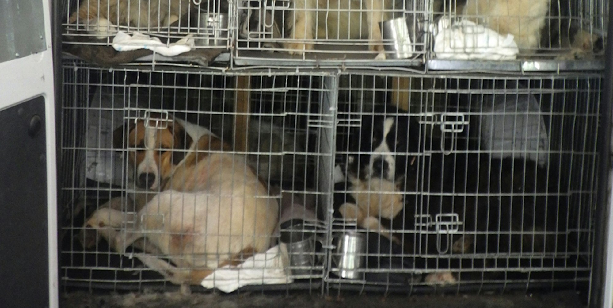 hundetransport