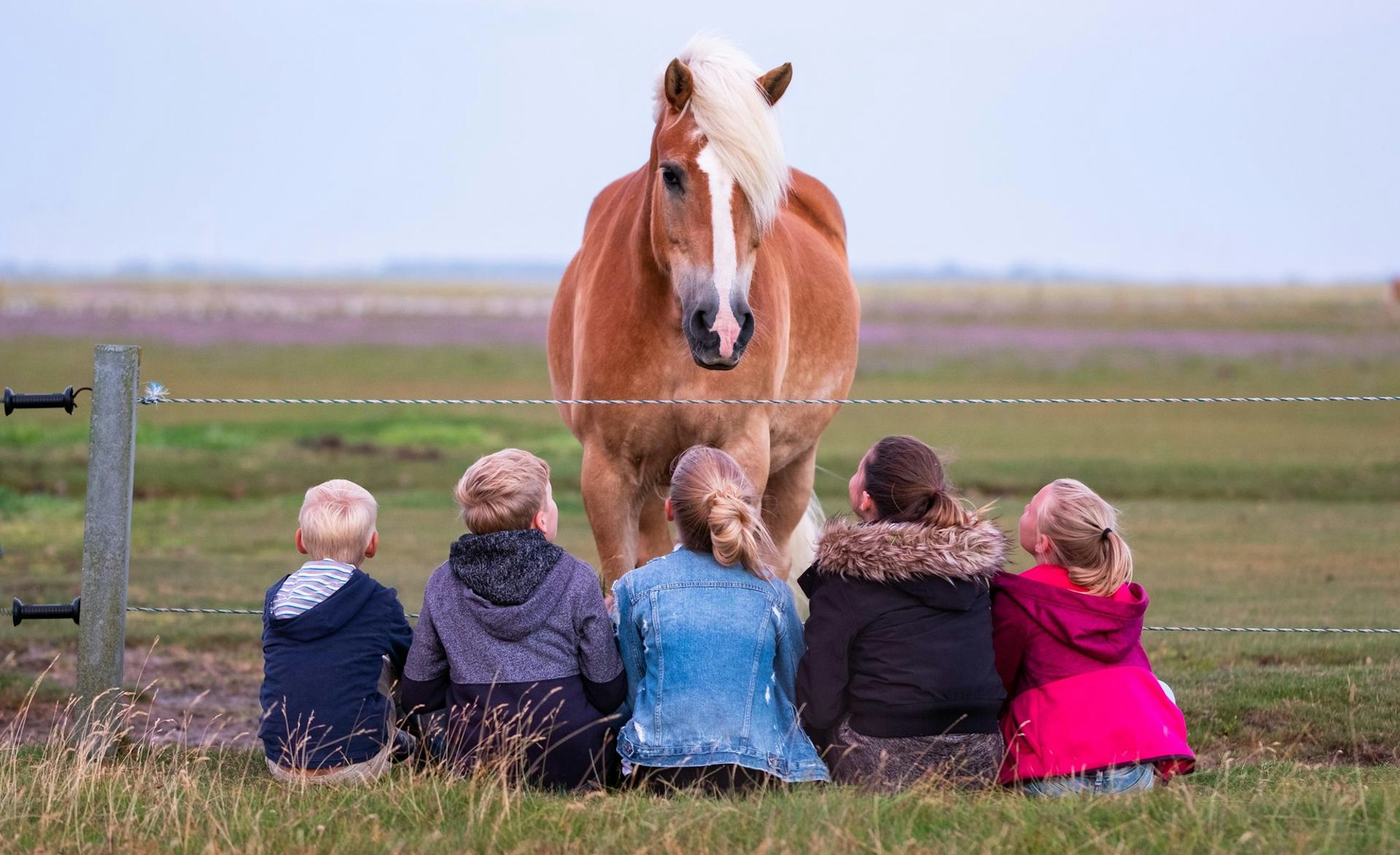 kinder sitzen vor pferd