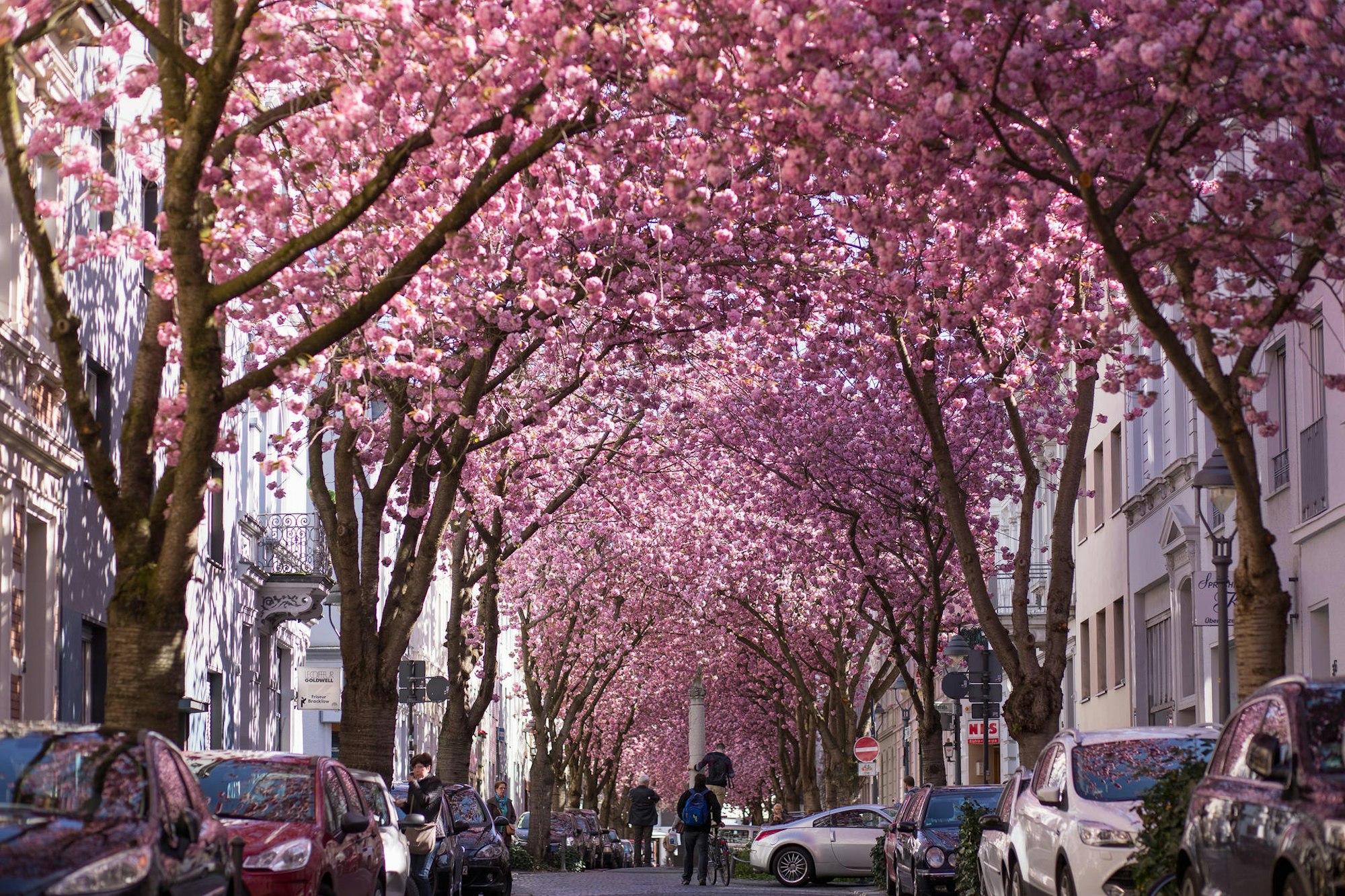 GettyImages Bonn Kirschblüten