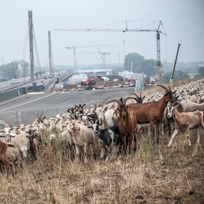 autobahn_schafe_altlast_rar_rle_08182022ALF_2919