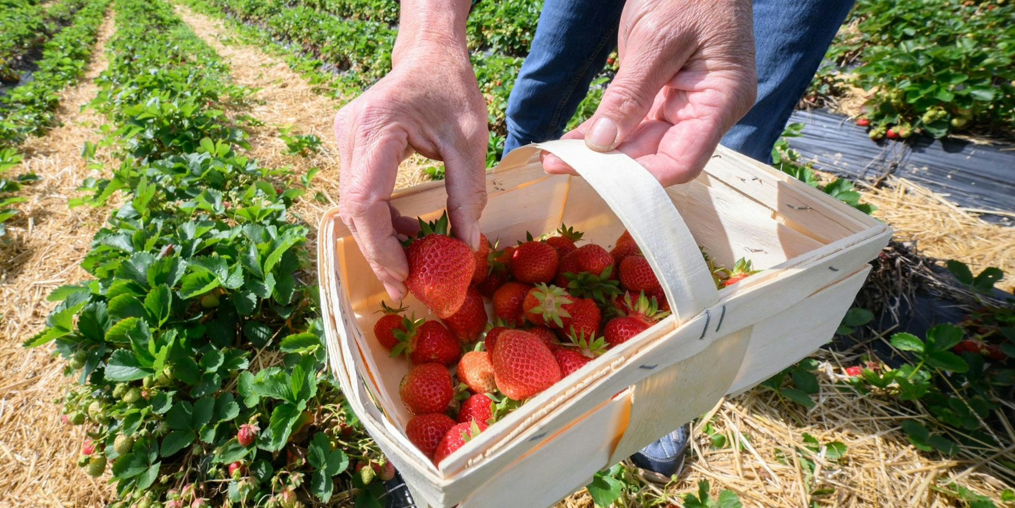 Erdbeeren Ernte