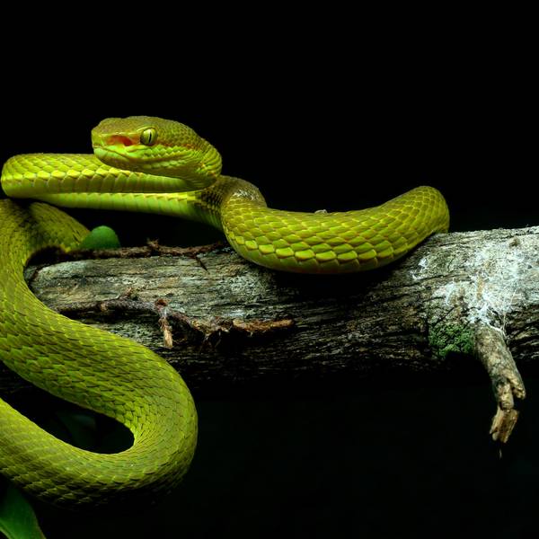 Trimesurus salazar