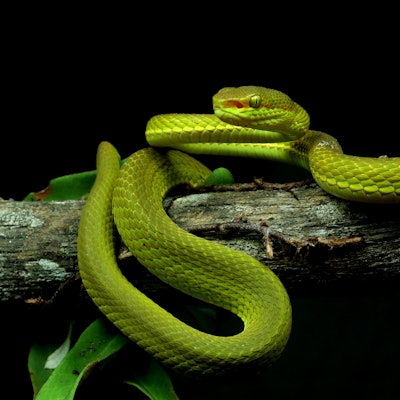 Trimesurus salazar