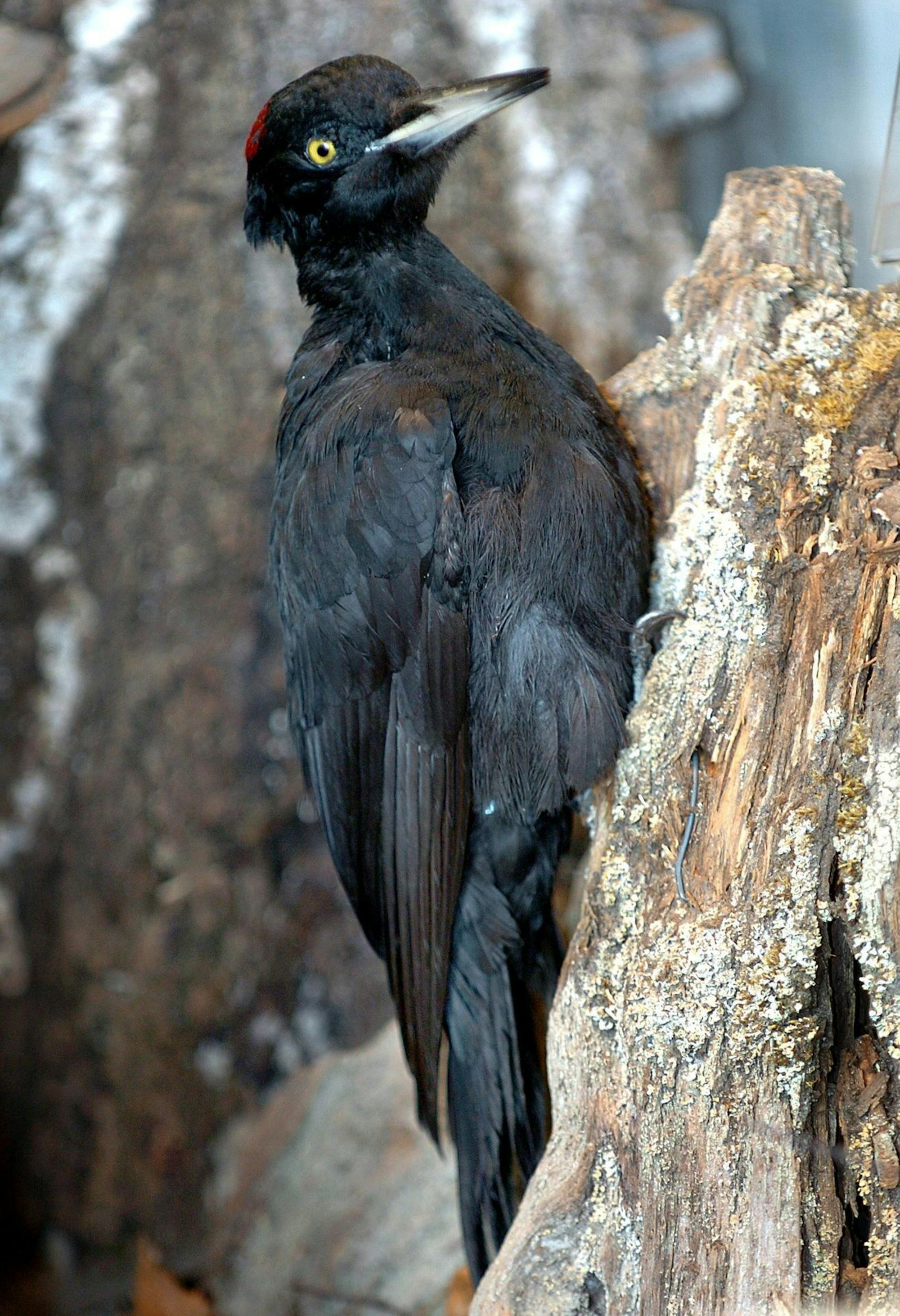 schwarzspecht