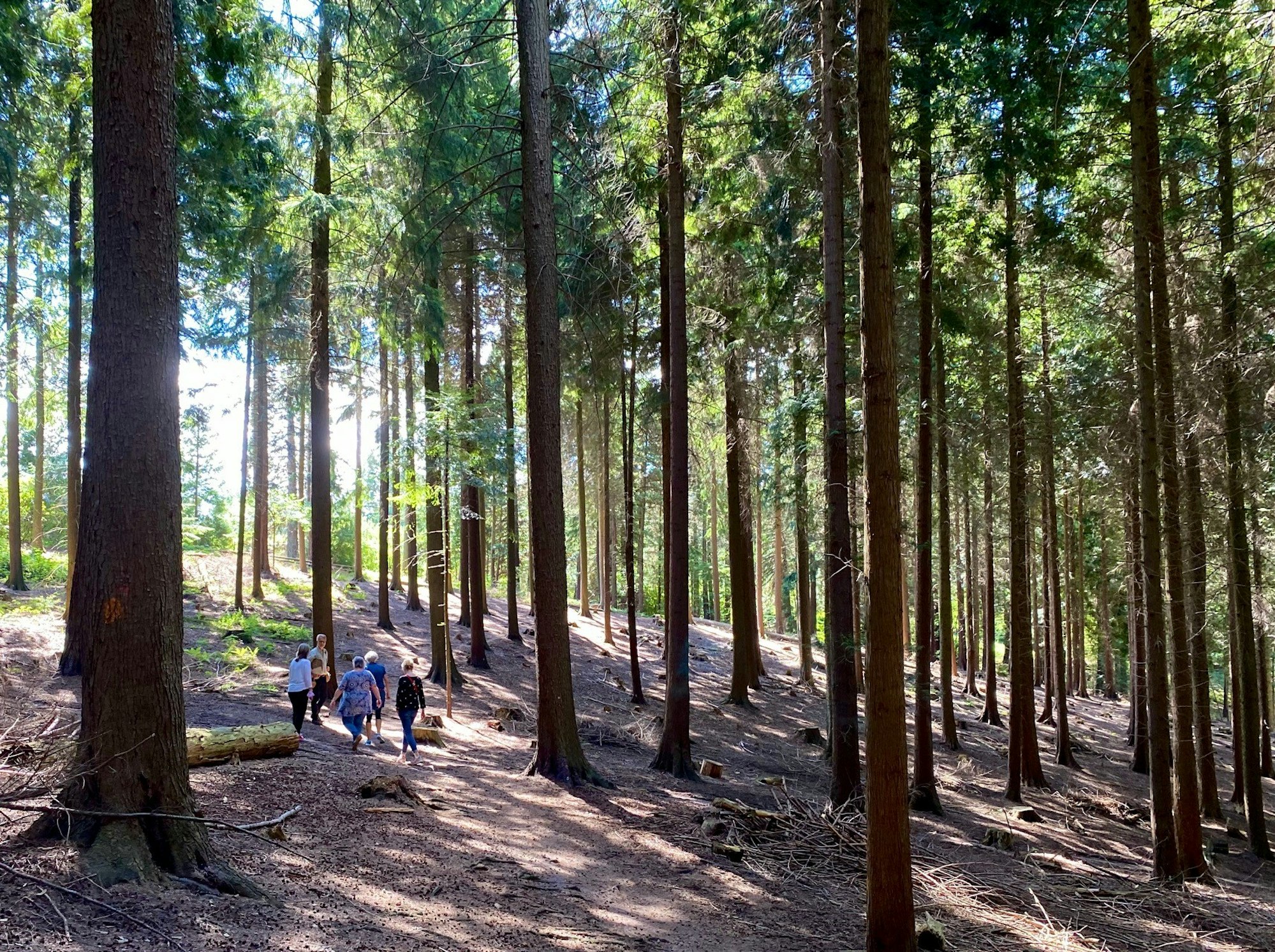 Arboretum Burgholz_Wald mit Sonne_Credit_Martin Barth, Wald und Holz NRW