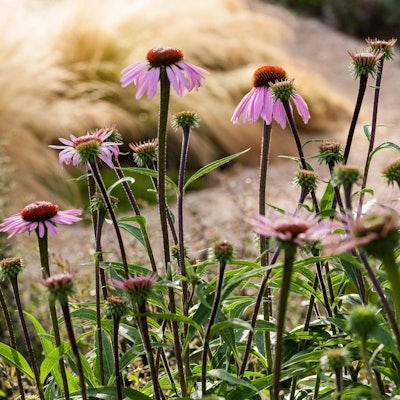 KLimawandel-Artikel Lepple_Garten-ohne-Gießen_9783818612283_Lepple_Annette_S34