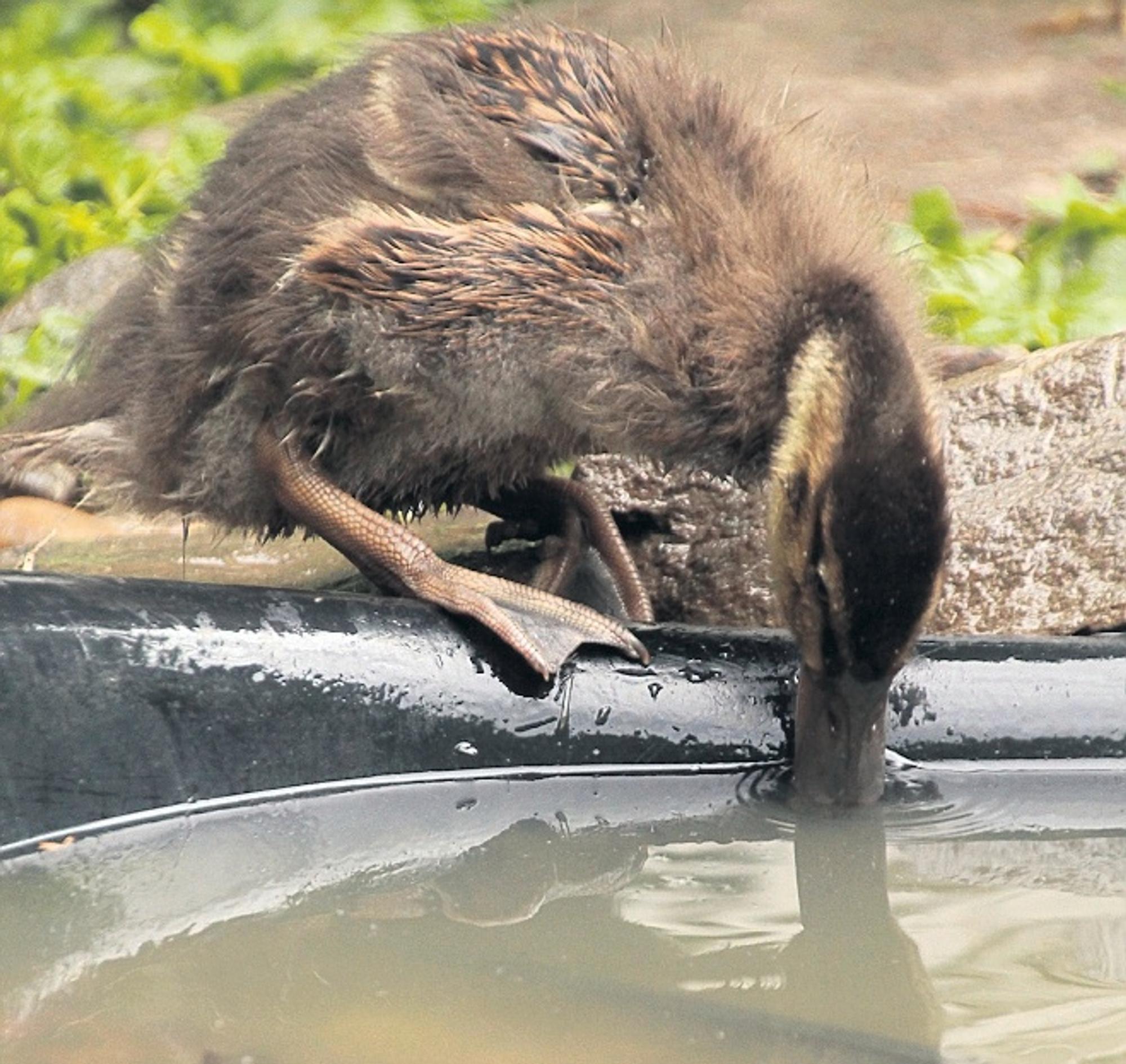 Wildvogelstation2